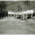 Capanne: fiera del bestiame davanti agli Olmi (foto storica)